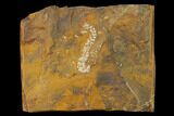 Paleocene Fossil Flower Stamen (Palaeocarpinus) - North Dakota #145337-1
